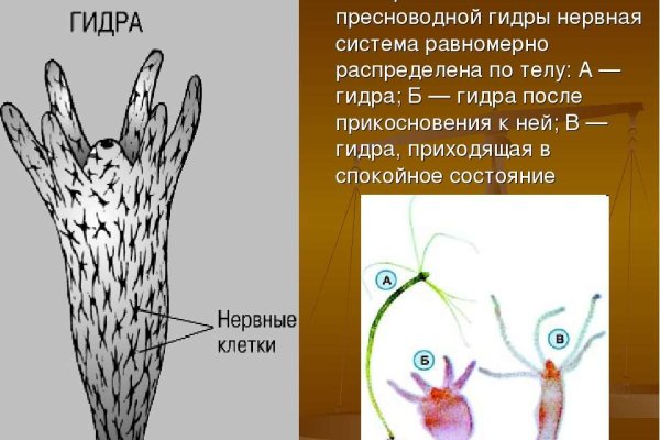Кракен маркет даркнет скачать